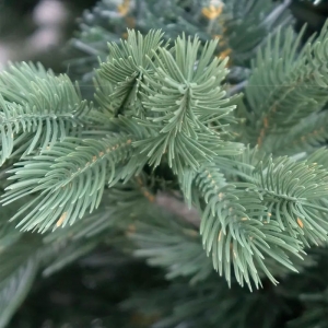 Ель искусственная Калядны час Эгле 150 см. Изображение - 1