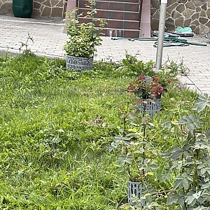 Защита деревьев Стандартпарк ЗСД-01.20(25).37-ПП 828116-С 10 шт. Изображение - 1