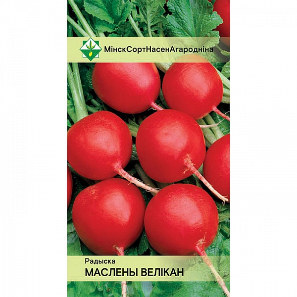 Редис Масляный великан МинскСортСемОвощ 3 г