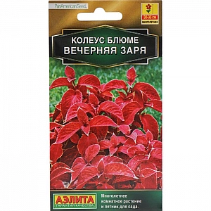 Колеус блюме Вечерняя заря Аэлита 5 шт