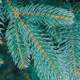 Ель искусственная Бифорес Дриада микс голубая 220 см. Изображение - 1